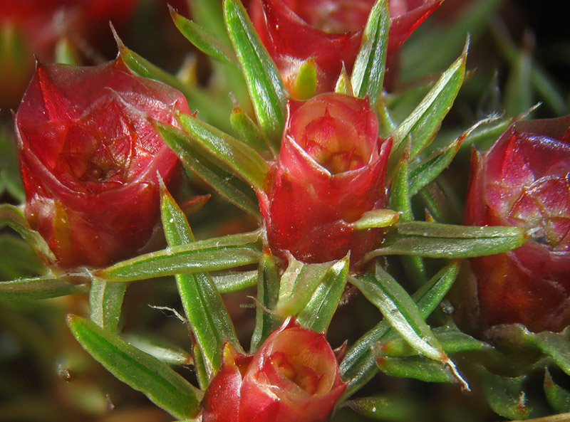 Un mazzo di rose rosse - Polytrichum juniperinum